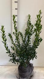 Ilex aquifolium Alaska, Tuin en Terras, Planten | Struiken en Hagen, Minder dan 100 cm, Laurier, Ophalen of Verzenden