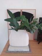 Prachtige Bolia vaas in perfecte staat voor maar 55 euro, Overige kleuren, Ophalen of Verzenden, Minder dan 50 cm, Glas