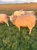 Noord hollandse dekram, Dieren en Toebehoren, Schapen, Geiten en Varkens, Mannelijk, Schaap