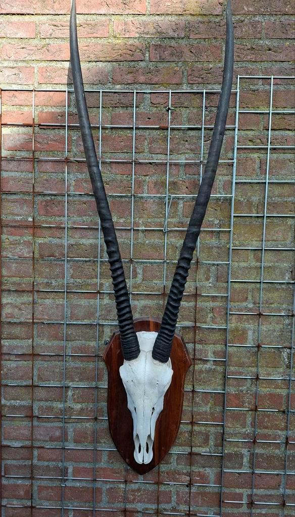 spiesbok of oryx  schedel trofee op houten schild, Antiek en Kunst, Curiosa en Brocante, Ophalen of Verzenden