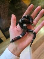1.0 Tricolor haakneus/Lystrophis Pulcher/Xenodon, Dieren en Toebehoren, Reptielen en Amfibieën, Slang, 0 tot 2 jaar