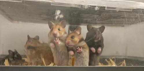 UPDATE ⚠️Goudhamster (Syrische hamster) nog 2 over!!, Dieren en Toebehoren, Knaagdieren, Meerdere dieren, Hamster