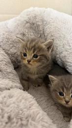 Mannelijk kitten – 8 weken – Direct beschikbaar, Kater, 0 tot 2 jaar