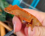 Wimpergekko jong 2024, Dieren en Toebehoren, Reptielen en Amfibieën, Hagedis