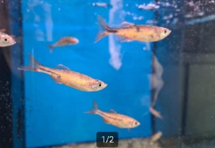 Giant danio Orange - Danio aequipinnatus - Koidream Valburg, Dieren en Toebehoren, Vissen | Aquariumvissen, Zoutwatervis, Vis