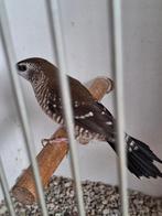 ceresamadines, Dieren en Toebehoren, Mannelijk, Tropenvogel