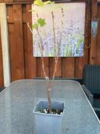 Zwarteaalbessen, Ophalen of Verzenden, Overige soorten, Lente