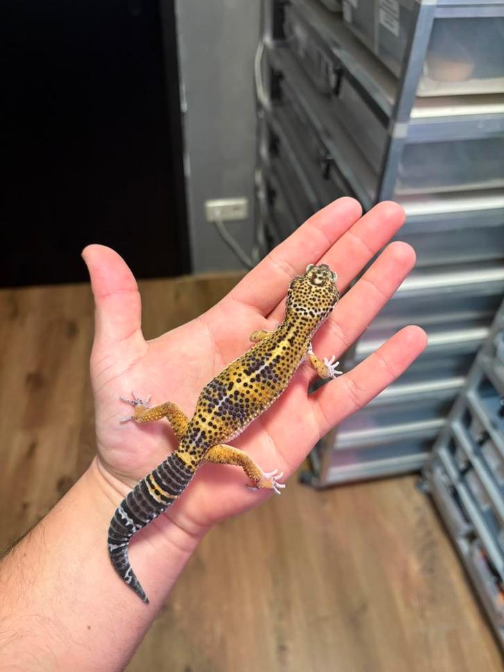 1.0 pure black night luipaardgekko, Dieren en Toebehoren, Reptielen en Amfibieën, Hagedis, 0 tot 2 jaar