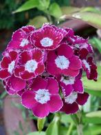 zaden Dianthus barbatus mix, Verzenden, Voorjaar, Halfschaduw, Zaad