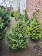Omorika kerstbomen in heel veel maten, Tuin en Terras, Planten | Bomen, Zomer, Volle zon, In pot, Overige soorten