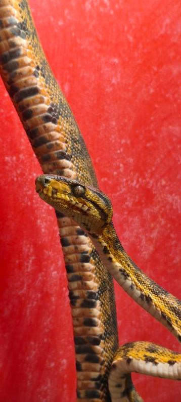 Grote Corallus hortulanus beschikbaar voor biedingen