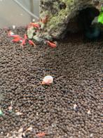 Posthoorn slakken Parelmoer&Bronze kleuren, Dieren en Toebehoren, Slak of Weekdier