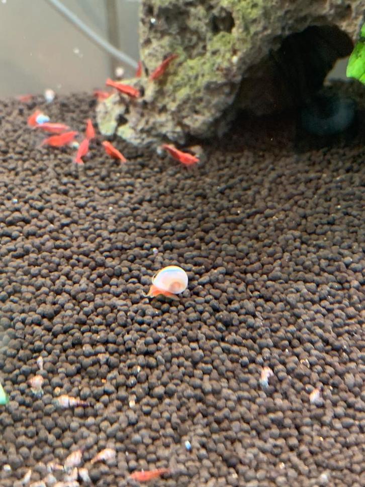 Posthoorn slakken Parelmoer&Bronze kleuren, Dieren en Toebehoren, Vissen | Aquariumvissen, Slak of Weekdier