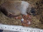 Hussumer biggen geboren op 15-11 €.75,-, Dieren en Toebehoren, Schapen, Geiten en Varkens, Meerdere dieren, Varken, 0 tot 2 jaar