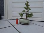 Bonsai, Bloeit niet, Halfschaduw, Minder dan 100 cm, Overige soorten