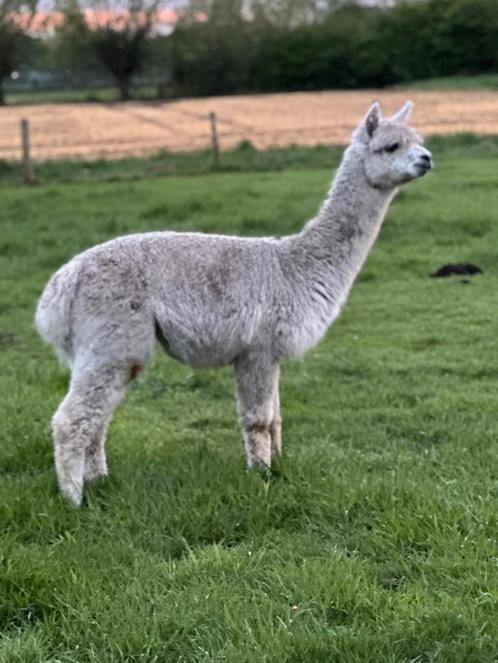 Witte alpaca stamboek dekhengst met appaloosa ouders, Dieren en Toebehoren, Overige Dieren, Mannelijk, Voor 1 juli 2024