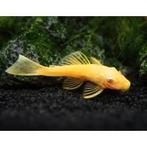 L144 golden blue eyes jongen, Dieren en Toebehoren, Vis