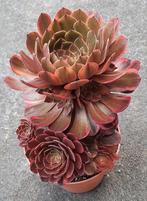 Aeonium Chocolat, Vetplant, Ophalen of Verzenden, Minder dan 100 cm, Bloeiende kamerplant