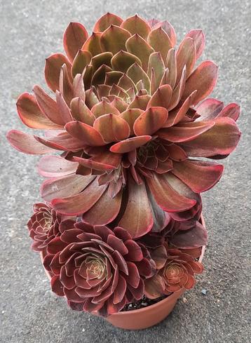 Aeonium Chocolat beschikbaar voor biedingen