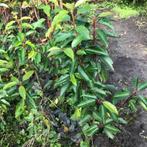 portugese laurier, Ophalen, Laurier, Minder dan 100 cm