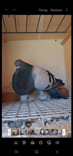 Doffer, Mannelijk, Kropper