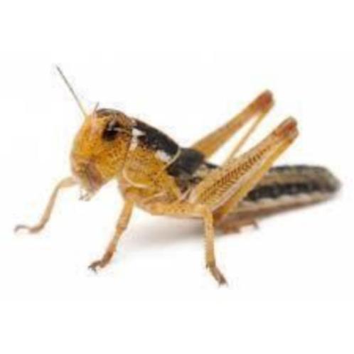 Voor uw reptielen Middelmaat levende Sprinkhanen te koop, Dieren en Toebehoren, Reptielen en Amfibieën, Hagedis