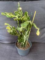Jamaica Ghost Cactus, Huis en Inrichting, Kamerplanten, Ophalen of Verzenden, Minder dan 100 cm, Volle zon, In pot