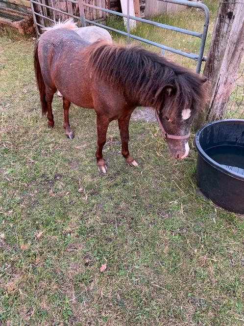 2 schitterende super lieve leukgekleurde veulens!, Dieren en Toebehoren, Pony's, Hengst, Recreatiepony, 0 tot 2 jaar, Ontwormd