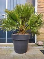 Dwergpalm in stevige pot Chamaerops humilis Vulcano, Volle zon, Vaste plant, Lente, Ophalen