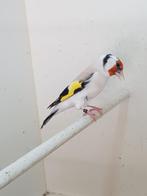 Majoor putter, Dieren en Toebehoren, Vogels | Overige Vogels, Vrouwelijk, Wildzangvogel