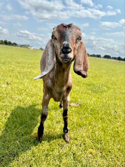 Super lief nubisch geitje van 2025 zoekt een goed thuis!, Dieren en Toebehoren, Schapen, Geiten en Varkens, Geit, Vrouwelijk, 0 tot 2 jaar
