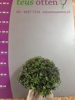 Schijnhulst Osmanthus burkwoodii bollen leverbaar tot 110 cm, Minder dan 100 cm, Ophalen of Verzenden, Struik, Hulst
