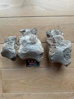 Twee en een halve geassocieerde dino wervels, Verzamelen, Mineralen en Fossielen, Ophalen of Verzenden, Fossiel