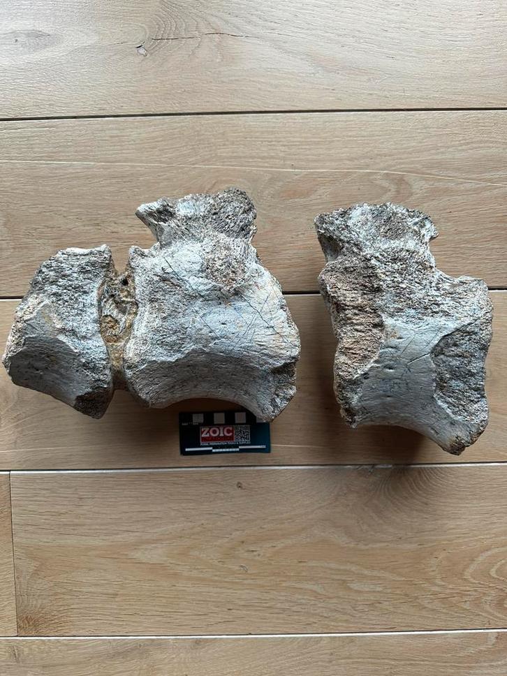 Twee en een halve geassocieerde dino wervels, Verzamelen, Mineralen en Fossielen, Fossiel, Ophalen of Verzenden