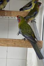 1-2 Adelaide Rosella, Dieren en Toebehoren, Vogels | Parkieten en Papegaaien, Meerdere dieren, Parkiet, Geringd