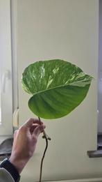 Monstera Variegata Tussenstek, Overige soorten, In pot, Minder dan 100 cm, Groene kamerplant