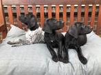 Duitse staande korthaar pups, Reu, 8 tot 15 weken, Meerdere, Duitse Staande hond