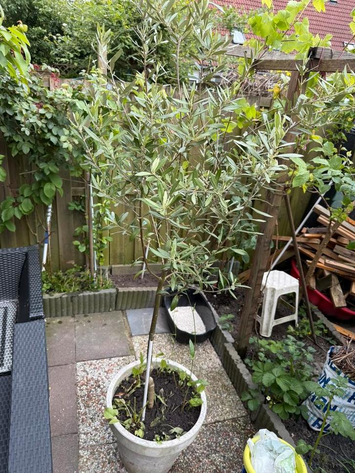 Olijfboom 180 centimeter, Tuin en Terras, Planten | Bomen, Olijfboom, 100 tot 250 cm, Volle zon, Ophalen