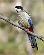 Ik Zoek Browns Rosella, Dieren en Toebehoren, Vogels | Parkieten en Papegaaien, Parkiet