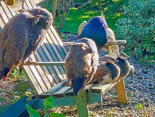 Blauwe Pauwen van afgelopen jaar. Mannetjes, Dieren en Toebehoren, Pluimvee, Overige soorten, Mannelijk