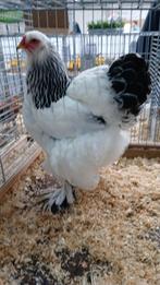 Brahma hennen. Columbia wit/zwart, Dieren en Toebehoren, Pluimvee, Vrouwelijk, Kip