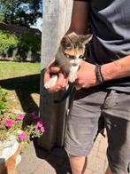 Mooie Kittens, Dieren en Toebehoren, Katten en Kittens | Overige Katten