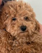 Toy poedel Cream, Dieren en Toebehoren, Honden | Chihuahua's en Gezelschapshonden, Poedel, Particulier, Rabiës (hondsdolheid)
