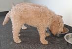 Australian labradoodle pup. Grote medium, CDV (hondenziekte), 8 tot 15 weken, Meerdere, Meerdere dieren