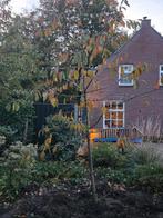 Walnotenboom, 4 meter, met kluit!, Ophalen