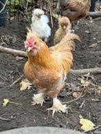 Haantje, Dieren en Toebehoren, Pluimvee, Mannelijk, Kip