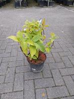 Hydrangea Involucrata 'Little Japanese', Vaste plant, Halfschaduw, Zomer, Ophalen