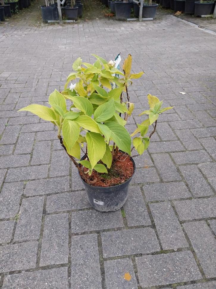 Hydrangea Involucrata 'Little Japanese', Tuin en Terras, Planten | Tuinplanten, Vaste plant, Overige soorten, Halfschaduw, Zomer