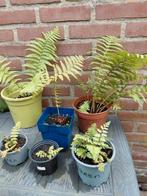 Varens, Tuin en Terras, Planten | Tuinplanten, Ophalen, Bloeit niet, Varens, Halfschaduw