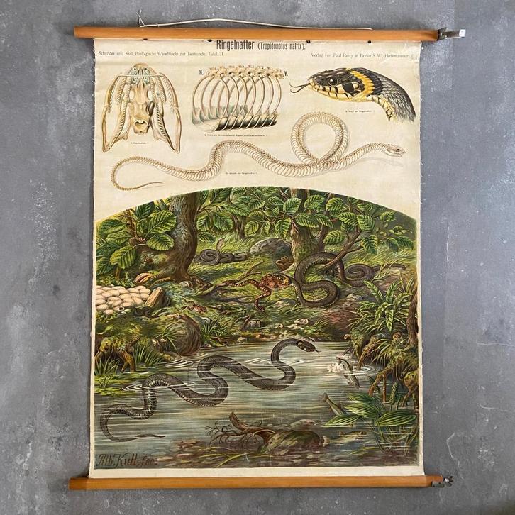 Schoolplaat Ringslang – Ringelnatter, Antiek en Kunst, Antiek | Schoolplaten, Natuur en Biologie, Ophalen of Verzenden